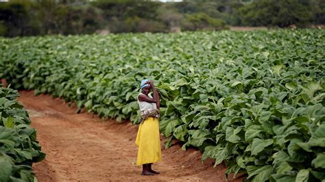african tobacco farmers   lured   bogus promises