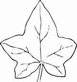 Leaf Ivy Drawing Leaves Coloring sketch template