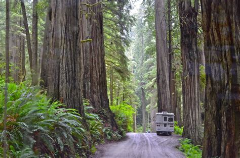 Stories Videos And Facts Coastal Redwoods And Jedediah Smith