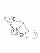 Ratos Rato Afiados São Pintar Pequenos Considerados Roedores Inteligentes Cheirando sketch template