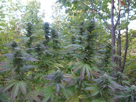 white berry  paradise seeds strainsio cannabis marijuana