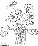 Primrose Coloring Flower Drawing Printable Book Pages Designlooter Primroses Adults Choose Board 287px 41kb sketch template