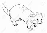 Weasel Mustela Mammals Ferrets Stoat Getcolorings sketch template