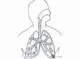 Respiratory Unlabeled Coloringhome Popular sketch template