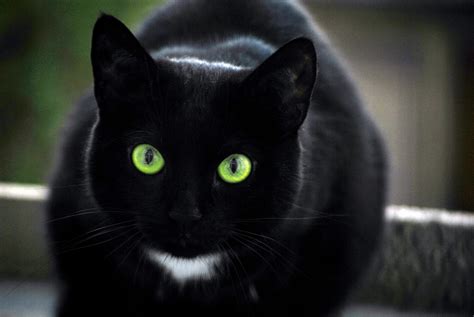 snooping around bad luck files the black cat