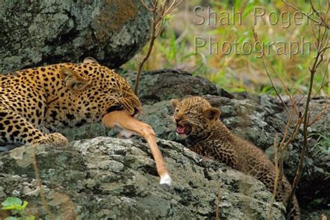 female leopard  cub feeding   prey panthera pardus