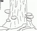 Colorir Cogumelos Tronco Tree Fungi Bracket Baumstamm Fungus Paddestoelen Boomstam Kleurplaat Kleurplaten Paddenstoelen Desenhos árvore Pilze Cogumelo sketch template