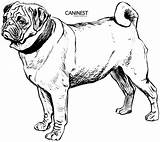 Coloring Pages Dog Pug Puppy Drawing Mastiff Printable Line Color Drawings Collie Kids Colouring Breed Clipart Draw Dogs Domain Public sketch template