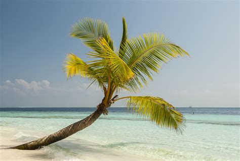 palme vilamendhoo malediven die welt fotos niesch