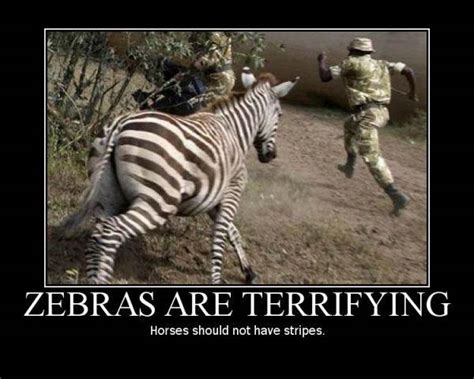 funny zebra quotes quotesgram