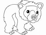 Spectacled Andean Cub sketch template