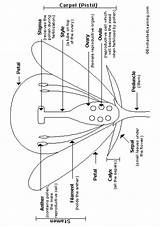 Anatomie Momjunction Biologie sketch template