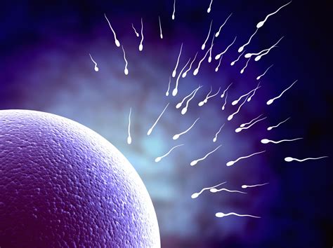 scientists unlock how sperm meets egg all 4 women