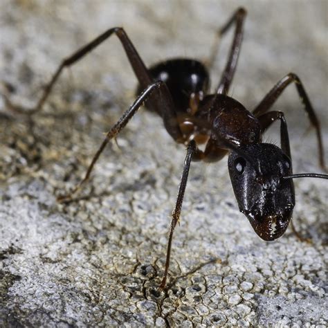 ant spotlight  carpenter ant extermpro