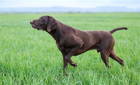 german shorthaired pointer mixed  lab shop prices save