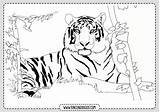 Tigre Colorear Tigres Rincondibujos Entradas Navegación sketch template