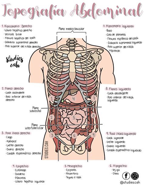 Topografía Abdominal Anatomia Y Fisiologia Humana