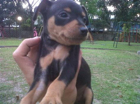 fs quality minipin puppies for sale adoption from manila metropolitan