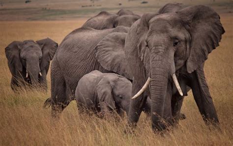 7 Facts About African Bush Elephants