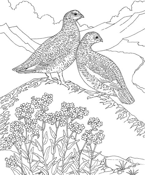 beautiful alaska state bird coloring page top  coloring pages