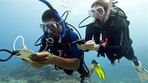 padi courses at diving indo learn to dive to go pro with