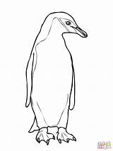Penguin Designlooter Chin Adelie sketch template