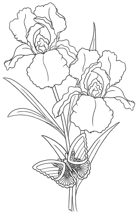 iris iris drawing plant drawing flower drawing flower art flower