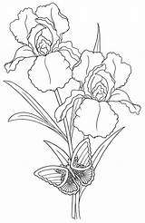 Pergamano Tekenen Tekening Irises Butterfly Pencil Verob Bloem Colouring Em Irissen Planten sketch template