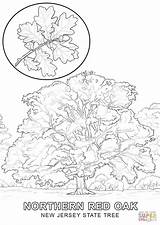Tree Kentucky sketch template