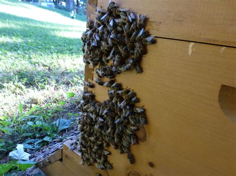 drones clustering   driven    hive  late summer backyard beekeeping