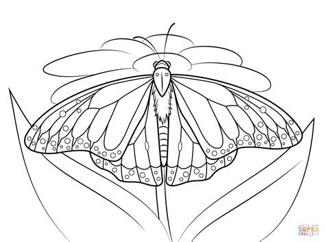 monarch butterfly coloring pages