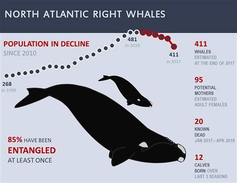 critically endangered  whales  dying  record numbers high