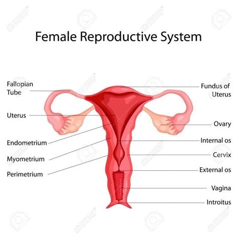 Diagram Female Reproductive System Labeled Aflam Neeeak