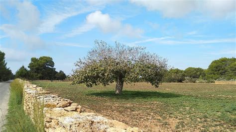 teaching parables  barren fig tree