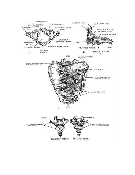 figure    atypical vertebrae   cervical vertebra  atlas   cervical