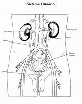 Colorir Anatomia Desenhos Humana Urinário Sistemas Onlinecursosgratuitos Livro Tia Cantinho às Gratuitos Educação Variadas Professora sketch template
