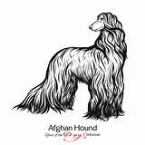 Hound Afghan Afghane Hundes Schwarzweiss Rysunek Obraz Afgano Levriero sketch template