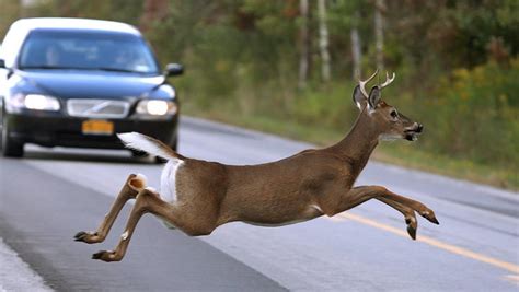 Deer Mating Season Drivers Beware