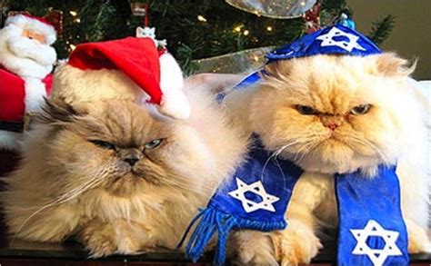 celebrate caturday with holiday cats cats vs cancer