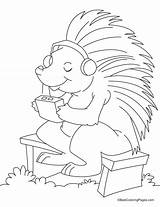 Coloring Porcupine Lavagirl Getcolorings sketch template