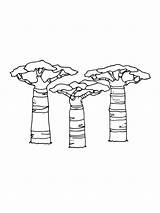Baobab sketch template