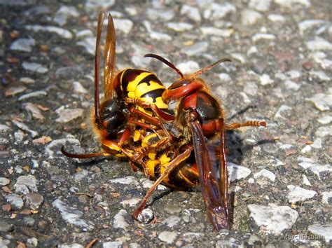 The Queen Hornet Having Her Way As Usual By Marcia