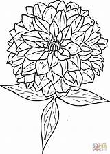 Zinnia Coloring Pages Flower Clipart Drawing Printable Color Supercoloring Zinnias Flowers Getcolorings Designlooter Getdrawings Clipground Type sketch template