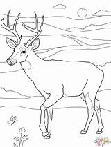 Deer Coloring Pages Tailed Printable sketch template