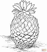 Coloring Cactus Pinecone Pine Pages Cone Designlooter Drawing Drawings Printable Click 1815 83kb sketch template