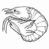 Shrimp Adults sketch template