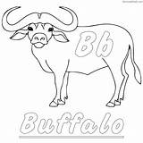 Buffalo Coloring Pages Kids Printable Water Print Drawing Sheets Line Getcolorings Color Baby Colorin Animals Fantastisch sketch template
