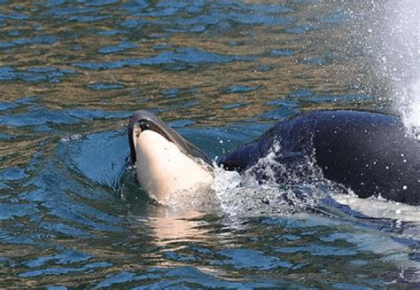 mamma orca tiene  galla il suo cucciolo morto lestinzione  una specie