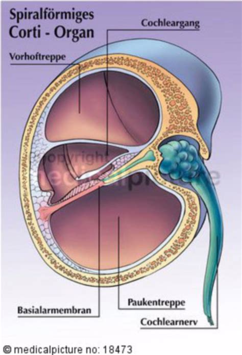 corti organ spiral organ cochlea doccheck