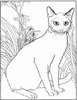 Kolorowanki Koty Gatti Disegni Colorare sketch template